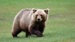 Braunbär läuft über grüne Wiese in freier Wildbahn
