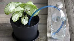 Nie wieder vertrocknete Blumen bei Abwesenheit dank diesem genialen Kniff