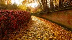 Hecke oder Zaun: Die umweltfreundliche Wahl ist nicht immer offensichtlich