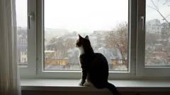 Ihre Katze allein zu Hause? Ihre geheime Erfahrung der Einsamkeit wird Sie überraschen